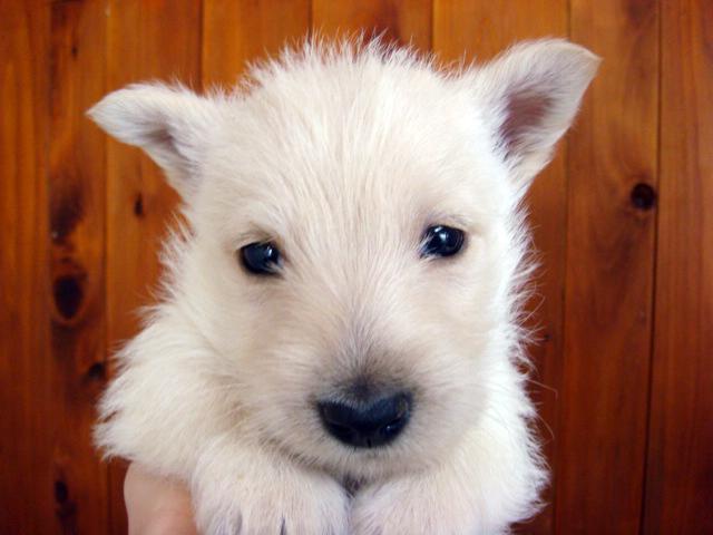 スコティッシュテリア