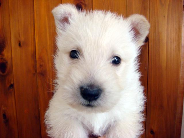 スコティッシュテリア