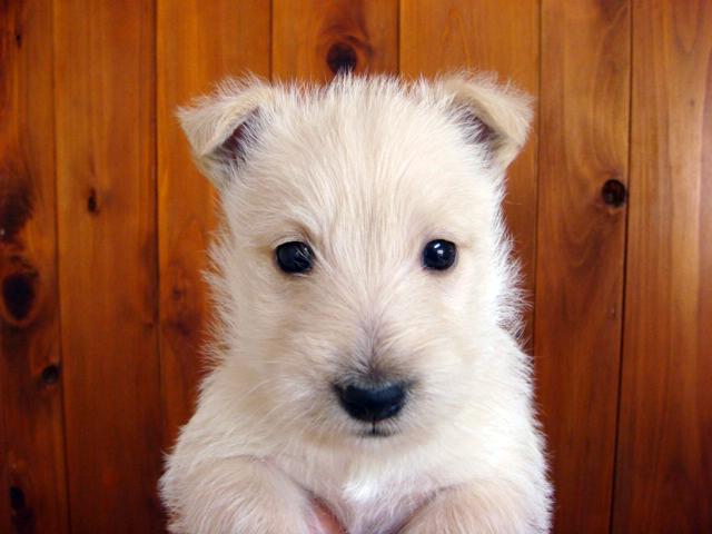 スコティッシュテリア