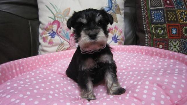 ミニチュアシュナウザー