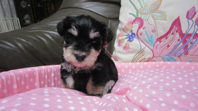 ミニチュアシュナウザー