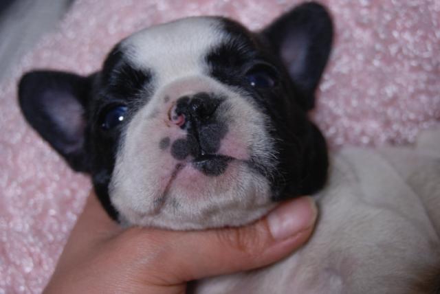 フレンチブルドッグ