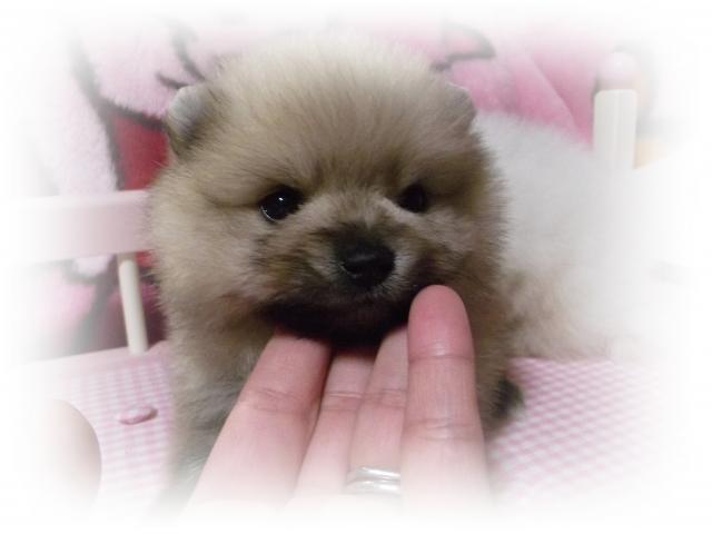 ポメラニアン