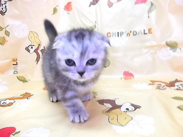 スコティッシュフォールド