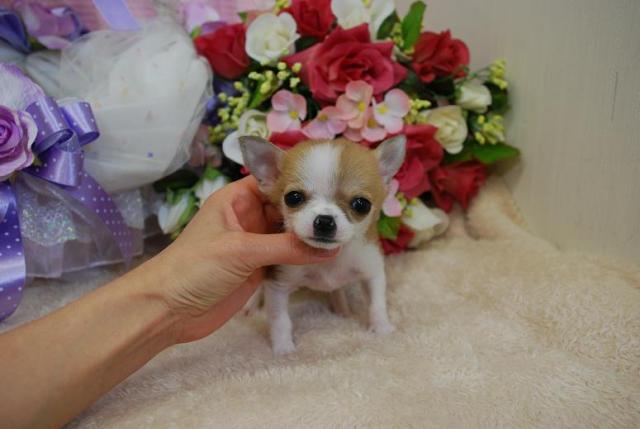 チワワ(スムースコート)