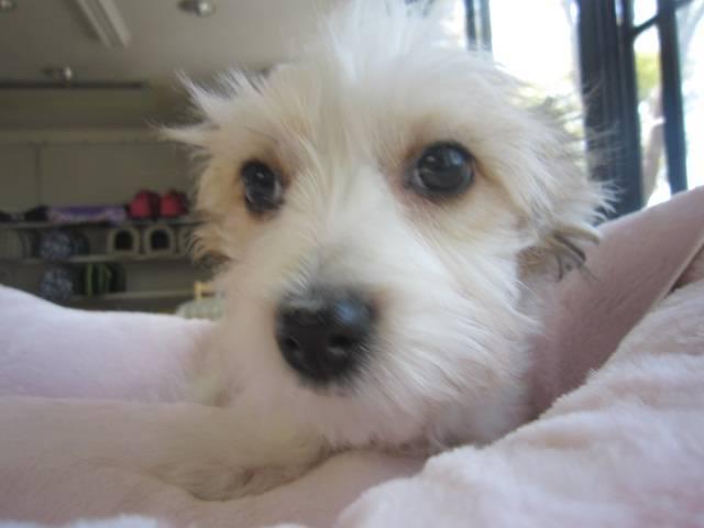 MIXマルチーズxパピヨン