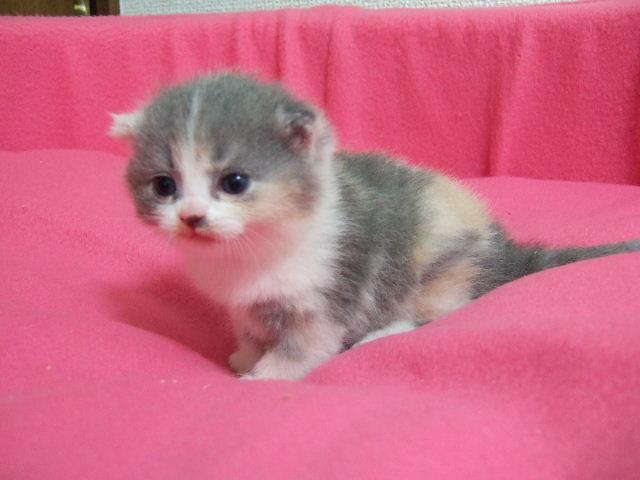 スコティッシュフォールド