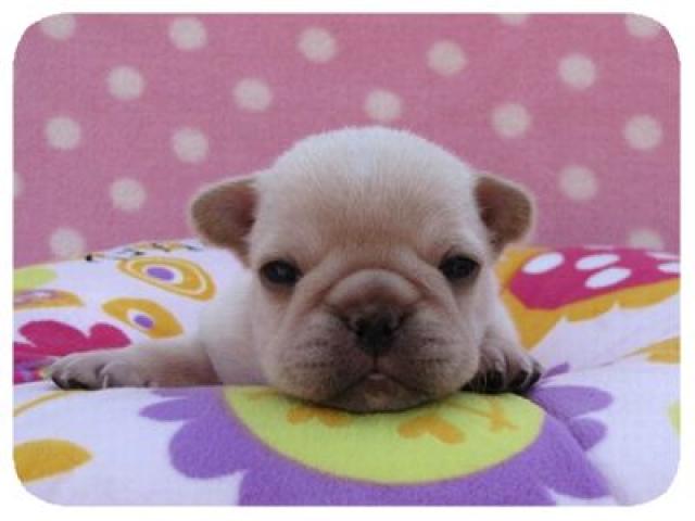 フレンチブルドッグ