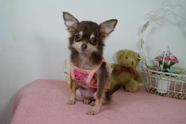 チワワ(ロングコート)