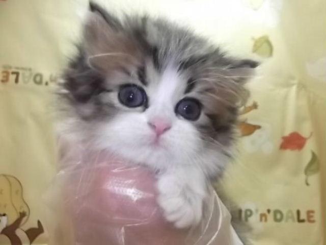 スコティッシュフォールド