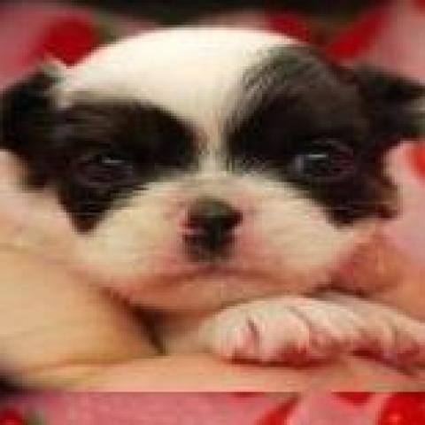 チワワ(ロングコート)