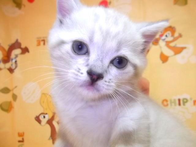 アメリカンショートヘアー