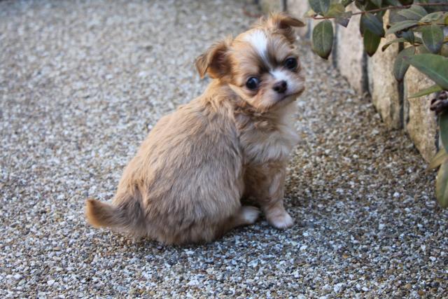 チワワ(ロングコート)