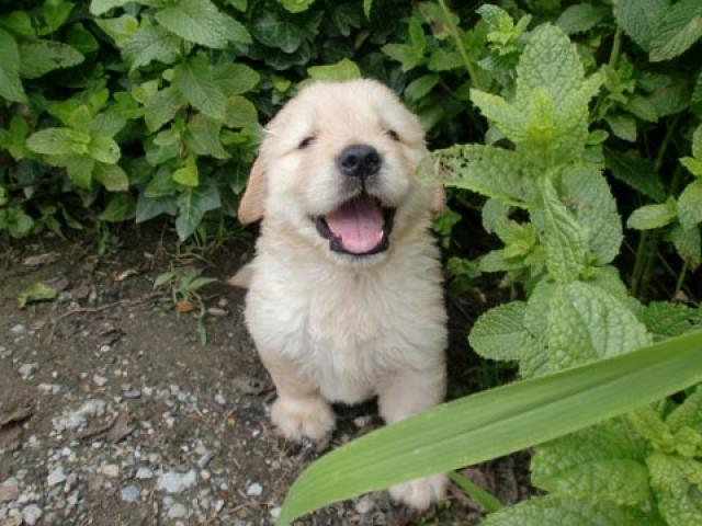 ゴールデンレトリーバー