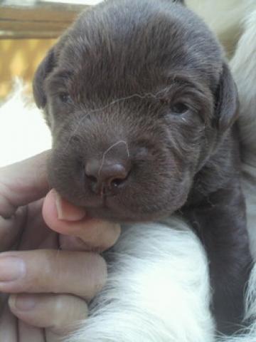 ラブラドールレトリーバー