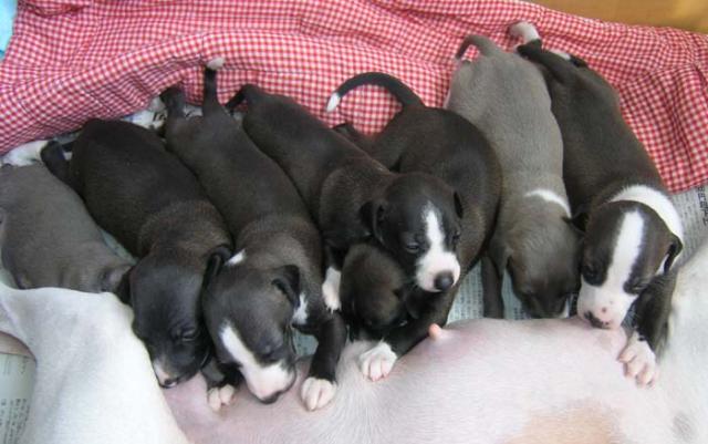 イタリアングレーハウンド