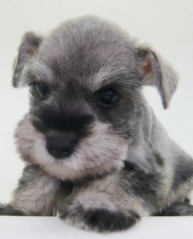 ミニチュアシュナウザー