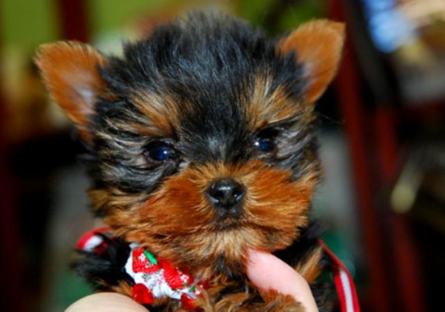 ヨークシャーテリア