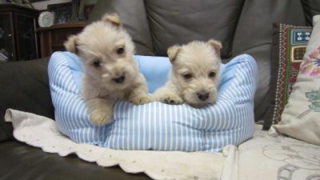 スコティッシュテリア