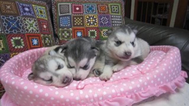 シベリアンハスキー