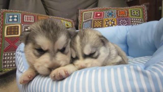 シベリアンハスキー