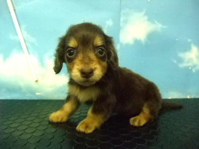 ミニチュアダックスフンド