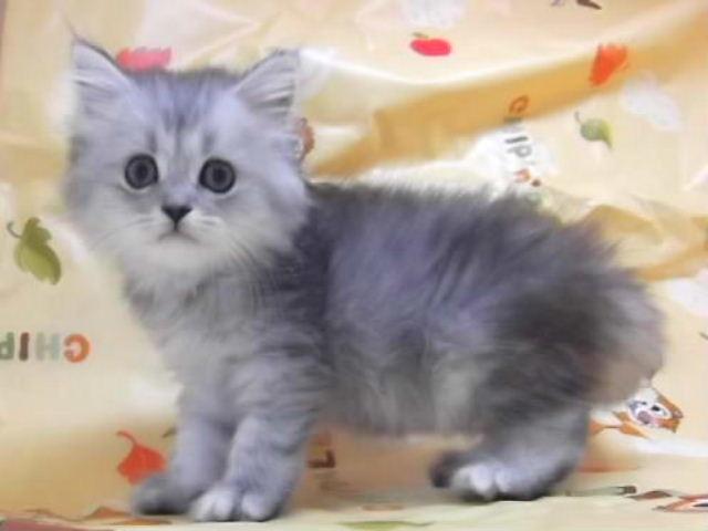 ペルシャ・ヒマラヤン