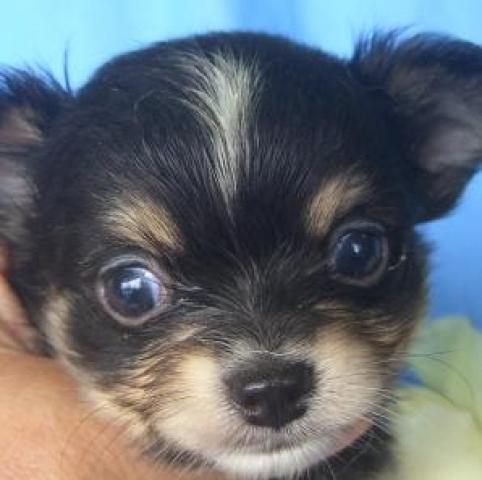 チワワ（ロングコート）