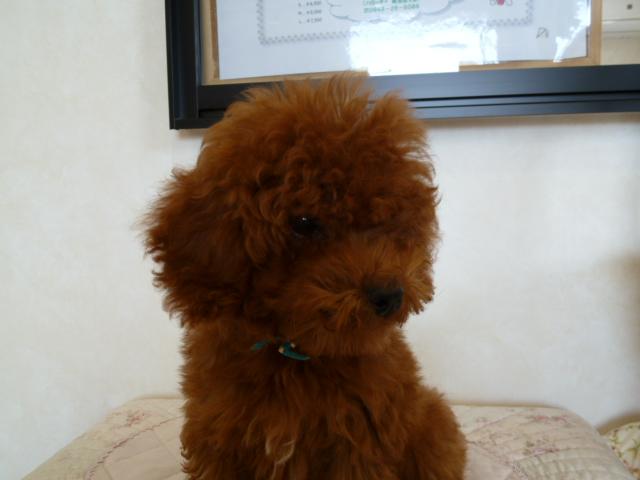トイプードル
