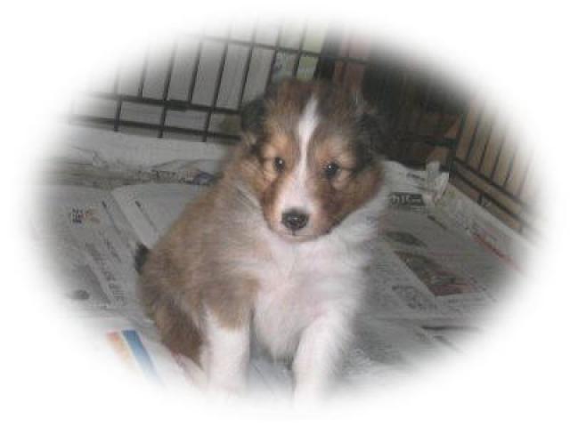 シェットランドシープドッグ