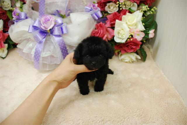 MIX(母：チワワ×父：トイプードル)