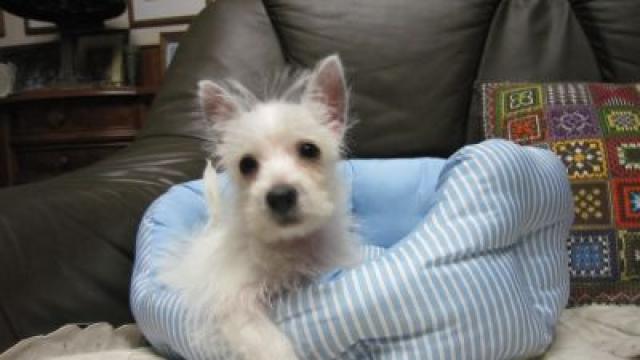 ウエストハイランドホワイトテリア