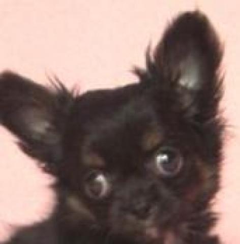 チワワ(ロングコート)