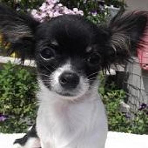 チワワ（ロングコート）