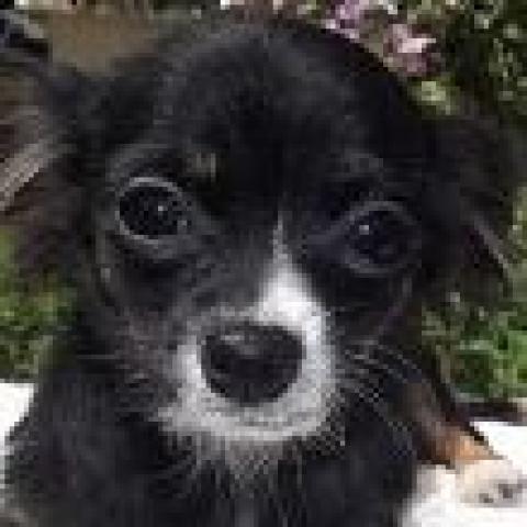 チワワ（ロングコート）