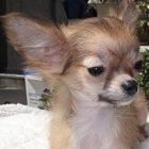 チワワ（ロングコート）