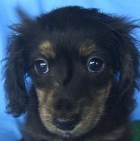 カニンヘンダックスフンド