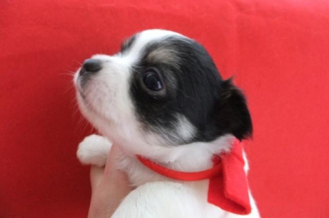 チワワ（ロングコート）