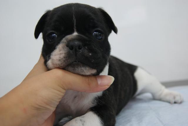 フレンチブルドッグ