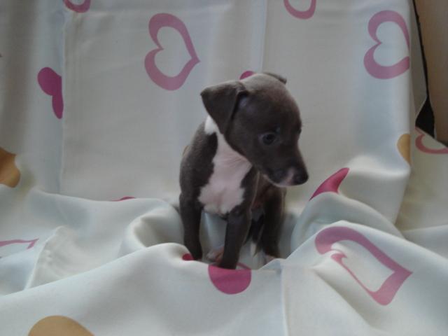 イタリアングレーハウンド