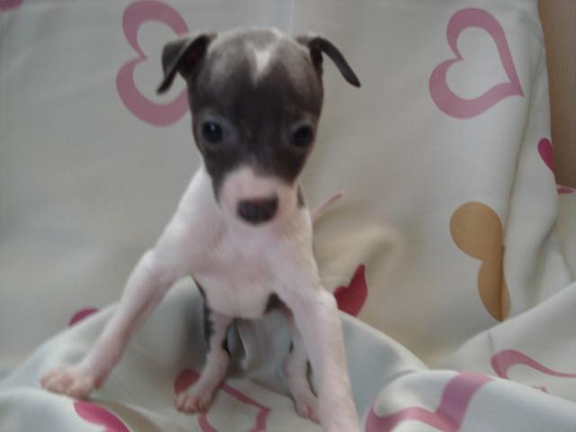 イタリアングレーハウンド