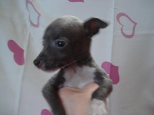 イタリアングレーハウンド