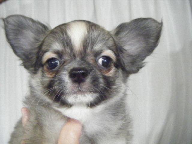 チワワ(ロングコート)