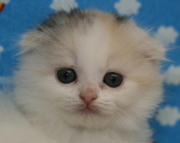 スコティッシュフォールド