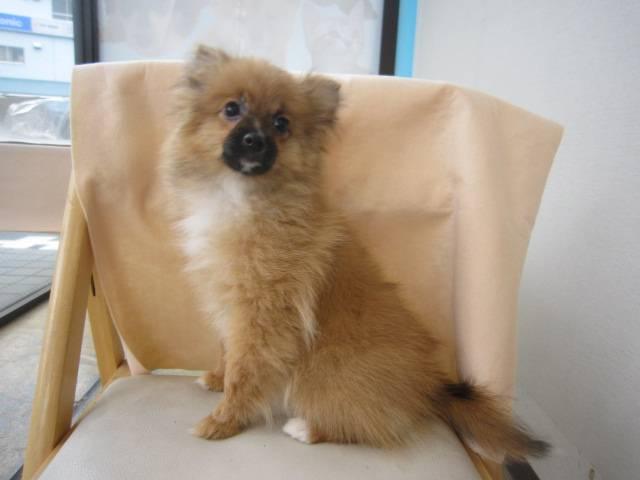 MIXポメラニアンxパピヨン