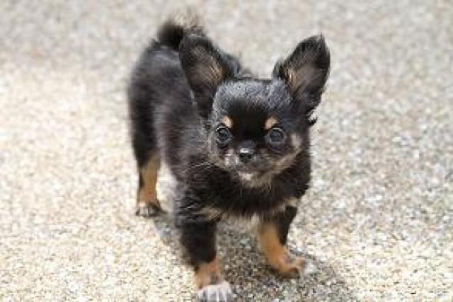 チワワ(ロングコート)