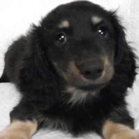 ミニチュアダックスフンド