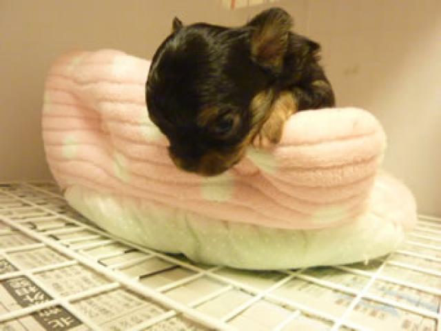 チワワ（ロングコート）