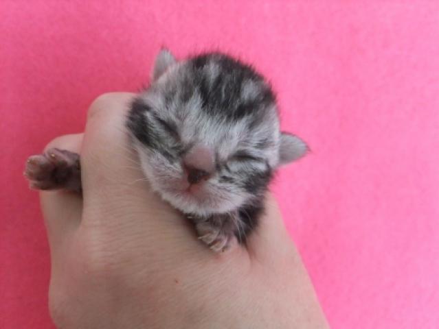 アメリカンショートヘアー