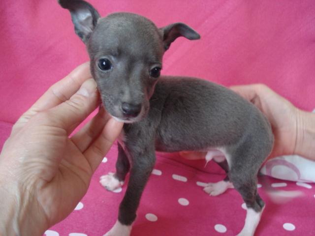 イタリアングレーハウンド